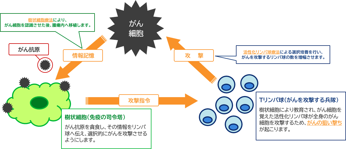 がん免疫治療法のイメージ図